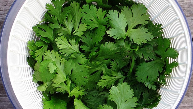 cilantro