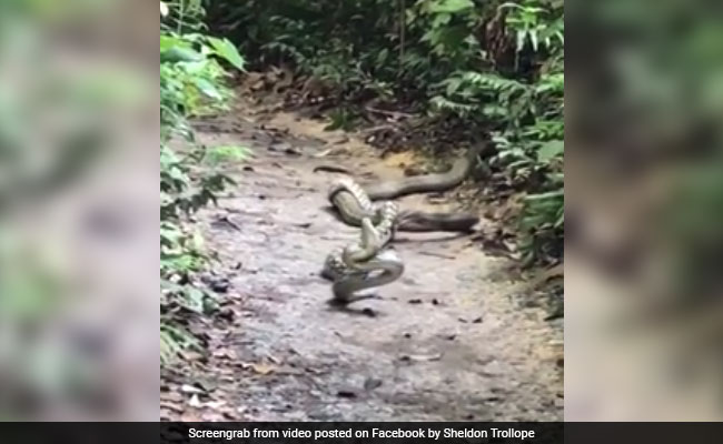 सांपों को निगल जाने वाला किंग कोबरा जब अजगर पर हमला कर बैठा, Video में देखें आगे क्या हुआ