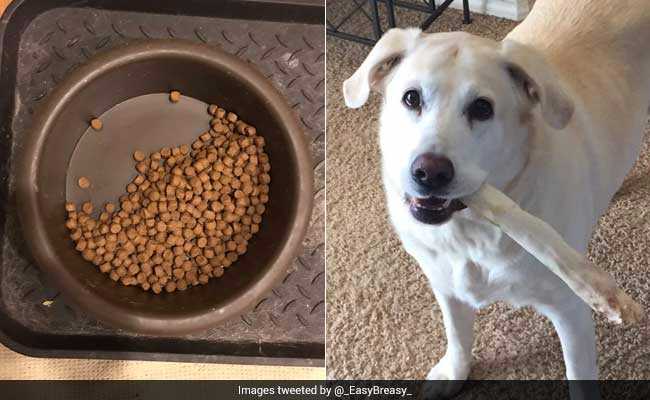 The Moving Reason Why This Dog Only Eats Half Her Food Will Make You Cry