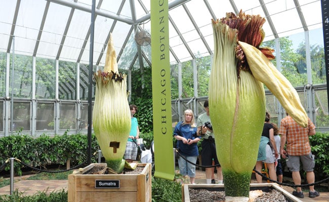 Two Giant, Rare 'Corpse' Flowers Bloom In Chicago