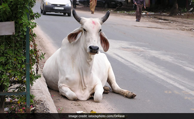 Haryana Government To Tag Stray Cattle By August 15