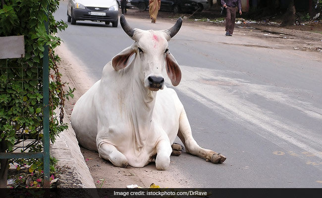Provide Shelter To Stray Cattle In UP, Nitish Kumar Tells BJP