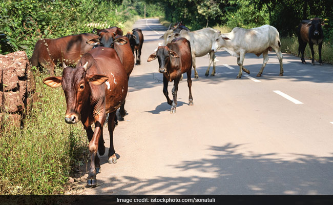 Centre's Cattle Trade Rule To Be Suspended Across Country: Supreme Court