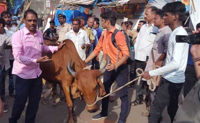 मुंबई : बीफ फेस्टिवल के खिलाफ हुए आंदोलन में गाय डर गई गो भक्तों से!