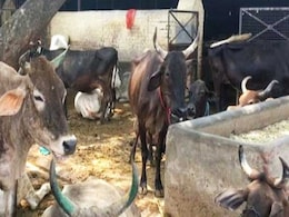 गोशालाओं में बढ़ रही है गायों की संख्या... गोशालाओं में बढ़ रही है गायों की संख्या...