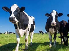 Next Big Thing: Scientists Developing 'Cows Of The Future' That Will Be Heat-Resistant