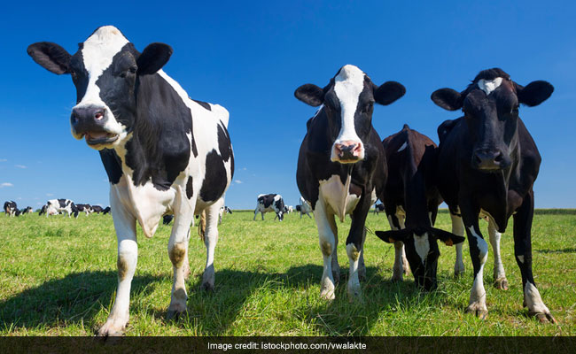 Next Big Thing: Scientists Developing 'Cows Of The Future' That Will Be Heat-Resistant