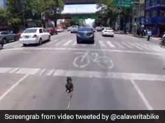 Cyclist Saves Runaway Dog From Busy Road In High Drama Chase