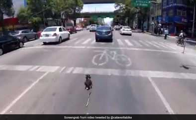 Cyclist Saves Runaway Dog From Busy Road In High Drama Chase