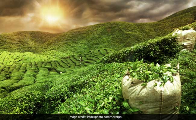 GI Tag For Darjeeling Green, White Tea