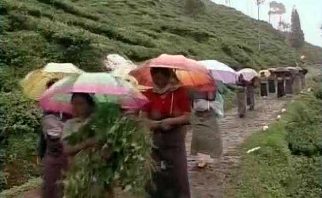 Bandh In Darjeeling Brings Hard Times For The Second-Flush Tea