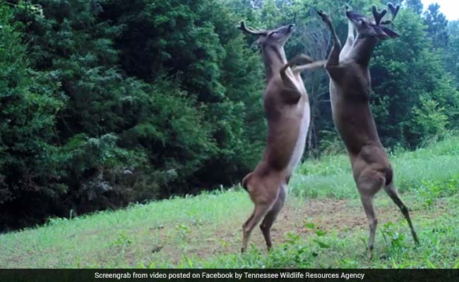 white tailed deer fighting