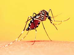 Dengue And Viral Fever Upsurge In Kerala