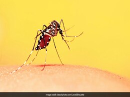 Ways to Get Rid of Mosquitoes: मच्छरों को भगाने के अपनाएं ये नेचुरल उपाय, नींद नहीं होगी हराम Ways to Get Rid of Mosquitoes: मच्छरों को भगाने के अपनाएं ये नेचुरल उपाय, नींद नहीं होगी हराम