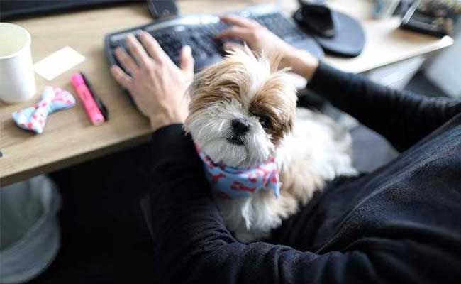It's always “Bring your dog to work day” with remote roles at
