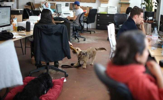 For Some Californians, It's Bring Your Dog To Work Day Every Day