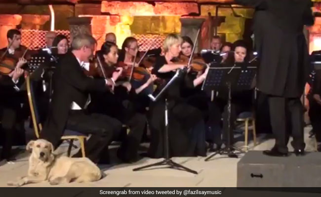 Viral: Dog Wanders Onstage As Orchestra Plays, Wins Hearts Everywhere