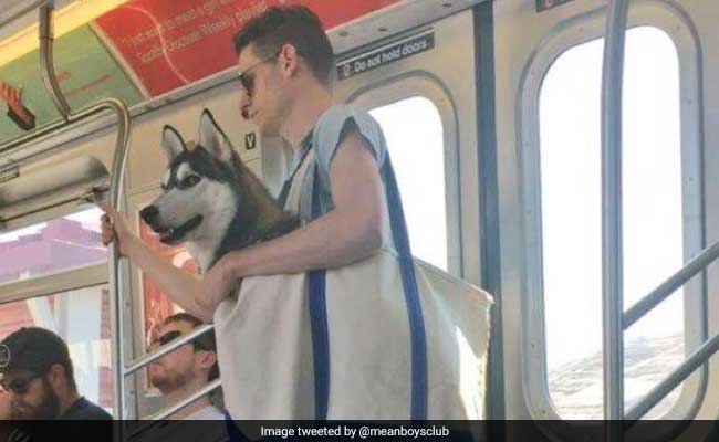 can dogs ride the nyc subway