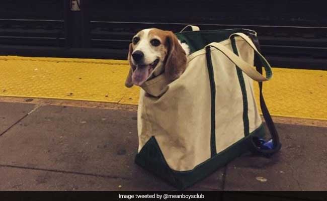 are dogs allowed on trains in nyc