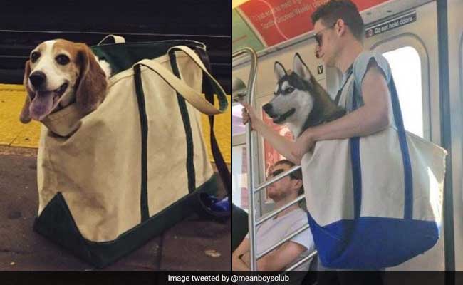 New York Subway Bans Dogs, Unless They Fit In A Bag. Do These Pups Qualify?