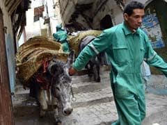 Donkeys At Dawn: A Rubbish Job In The Algiers Kasbah