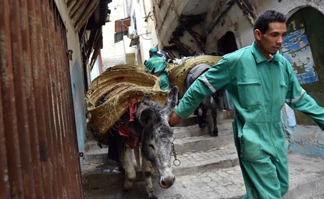 Donkeys At Dawn: A Rubbish Job In The Algiers Kasbah