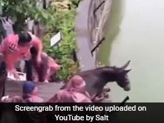 Disturbing Video Of Donkey, Still Alive, Being Fed To Tigers, Goes Viral