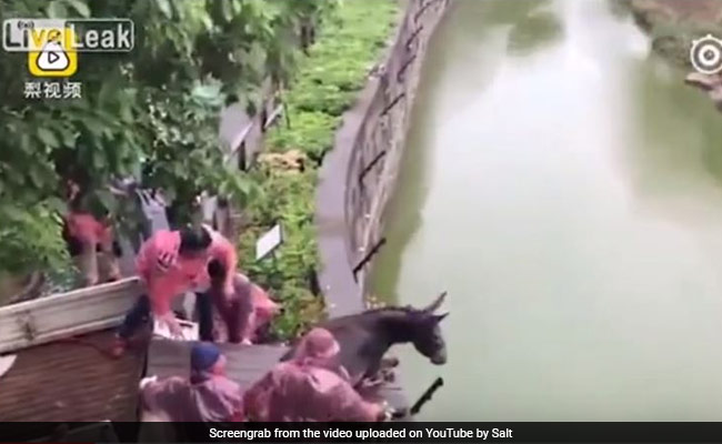 Disturbing Video Of Donkey, Still Alive, Being Fed To Tigers, Goes Viral