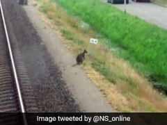 Stray Wallaby Has Dutch Town Hopping