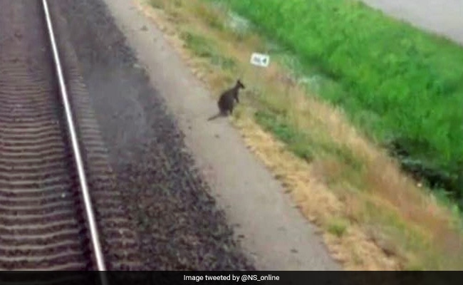 Stray Wallaby Has Dutch Town Hopping