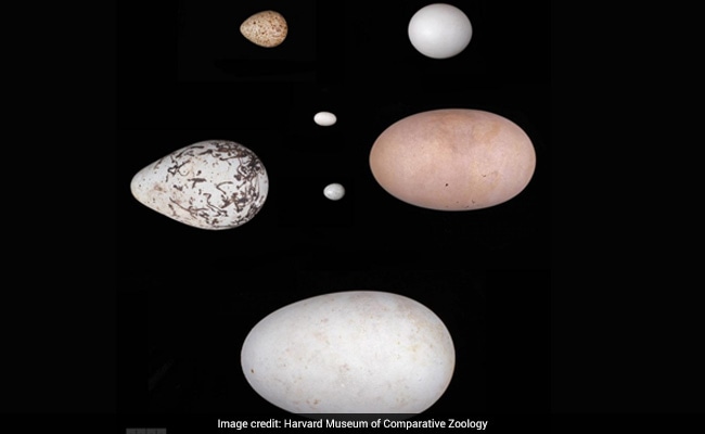 Ever Wonder Why Eggs Are Shaped Like Eggs? Scientists Say They've Figured It Out.