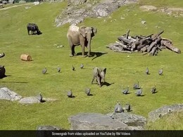 जब नन्हा हाथी भिड़ गया छोटे-छोटे पक्षियों से, खानी पड़ी मुंह की! जब नन्हा हाथी भिड़ गया छोटे-छोटे पक्षियों से, खानी पड़ी मुंह की!