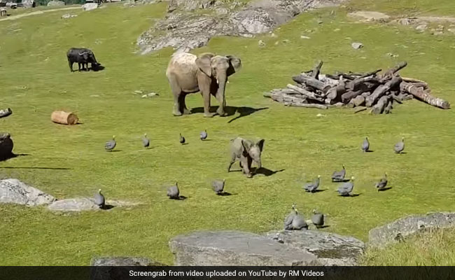 जब नन्हा हाथी भि‍ड़ गया छोटे-छोटे पक्षि‍यों से, खानी पड़ी मुंह की!