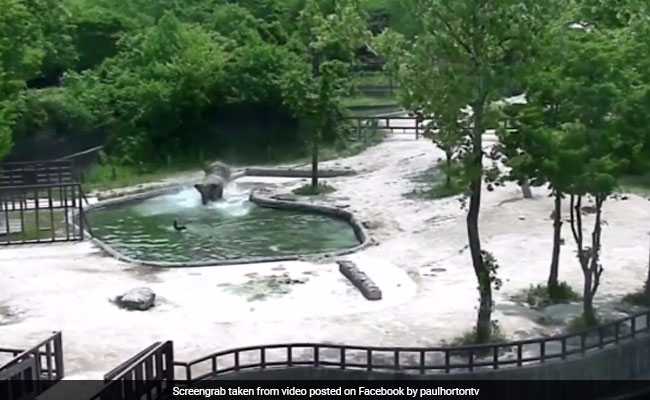 Baby Elephant Falls Into Water. Watch What Older Members Of Herd Do