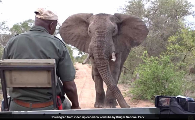 Elephant Comes Dangerously Close To Safari. Watch What Happens Next