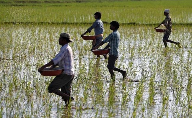 Cyclonic Rain Damages Over 33% Crops In Three Odisha Districts