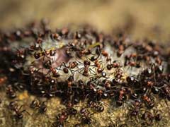 अमेरिकियों के सिर पर मंडरा रहा है अनूठा, लेकिन भयावह खतरा - लाल चींटियां...