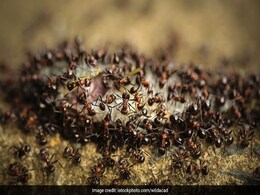 Lakhs Of Poisonous Ants Infest Odisha Village, Officials Launch Ops Lakhs Of Poisonous Ants Infest Odisha Village, Officials Launch Ops