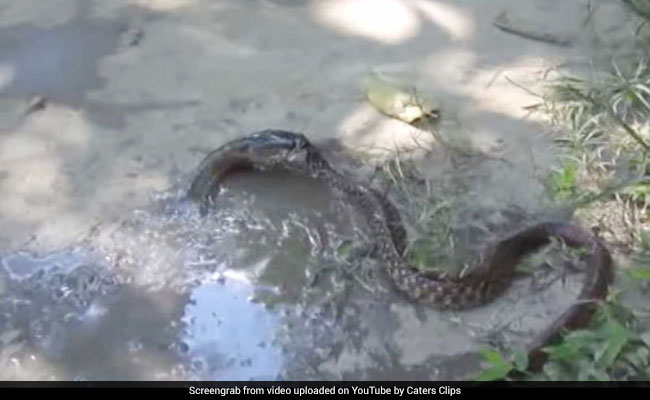 जब मौत को टक्कर देने के लिए मछली ने लड़ी सांप से जंग, देखें वीडियो