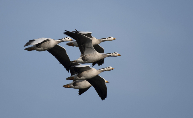 Flock Of Geese Poop On 17 Guests At Disneyland