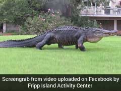 Watch: 12-Foot-Long Alligator Casually Strolls Across Golf Course