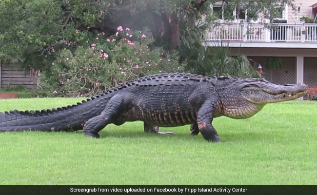 Watch: 12-Foot-Long Alligator Casually Strolls Across Golf Course