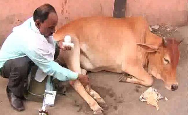 ग़ौर से देखें कथित गोरक्षक... सालों से गोसेवा कर रहे हैं असदुल्ला खान गौरी