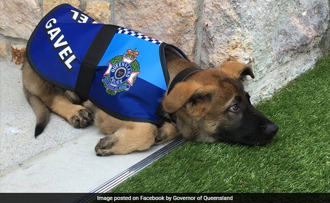 Pup Fails Police Dog Academy, But Wait, There's A Happy Ending