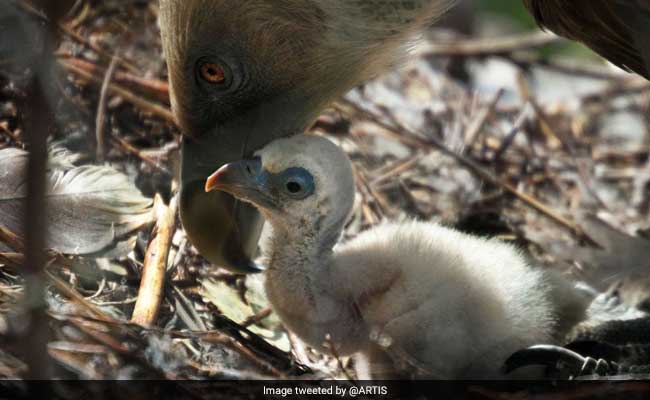 Gay Vultures Become Proud Daddies After Hatching Abandoned Egg