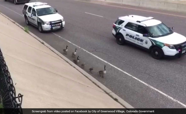 Police Escort Delivers Family Of Geese To Safety From Busy Highway
