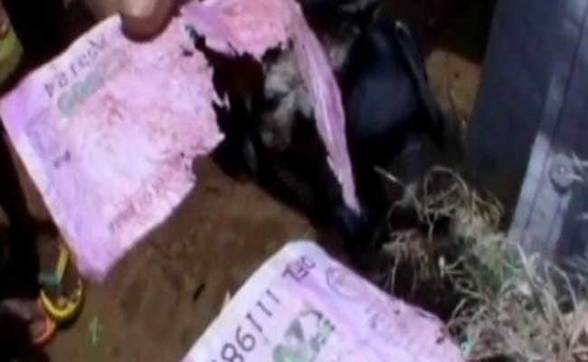 कन्नौज : भूखी बकरी ने मालिक को कर दिया 'कंगाल', चबा डाले 66 हजार रुपये के नोट