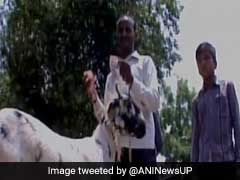 Hungry Goat Eats Owner's Currency Notes Worth Rs 62,000 In Uttar Pradesh