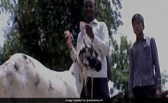 Hungry Goat Eats Owner's Currency Notes Worth Rs 62,000 In Uttar Pradesh