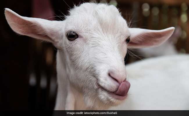 Goats Replace Students In Classrooms Of Manipur School